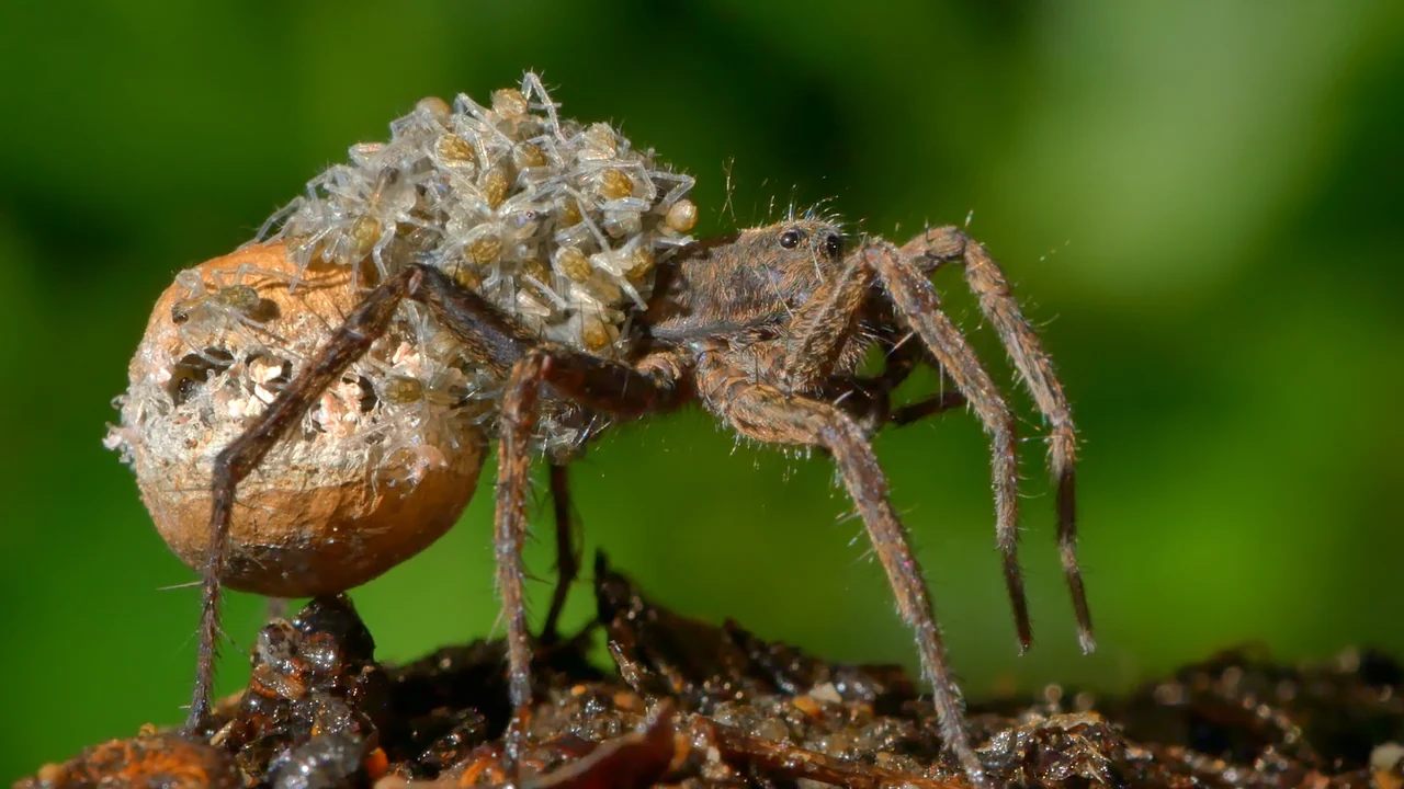 Сериал Стратегия выживания (1 сезон)